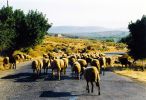 Heavy traffic on the road